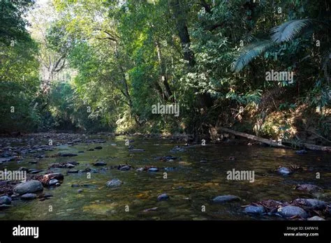 Taman Negara: 마법의 열대우림을 탐험해보세요!